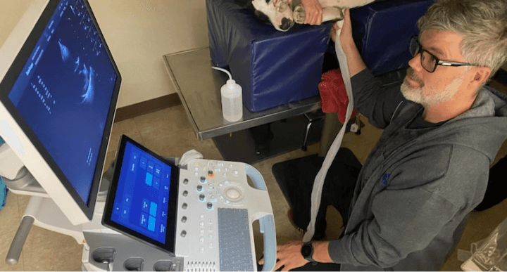 Image of Dr. Molinaro screening a dog