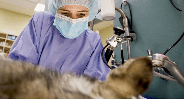 Image of a doctor operating on a dog